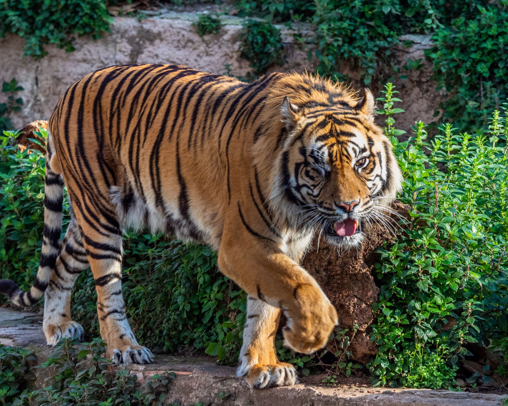 Evakuasi Harimau Sumatera di Langkat Tuai Kritik