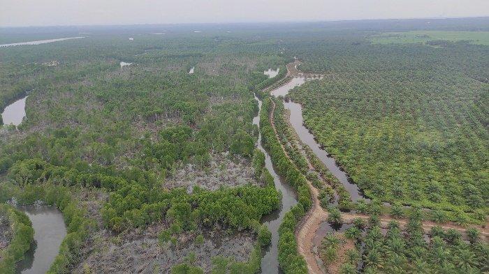 8.000 Hektare Hutan Mangrove di Langkat Dicaplok Mafia Tanah jadi Kebun Sawit