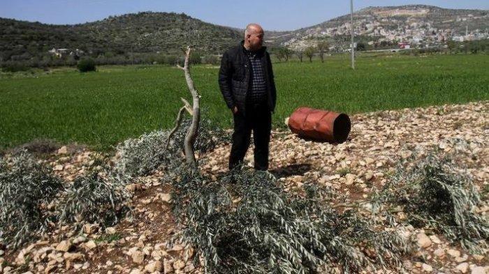 Pemukim Israel Babat Pohon Zaitun Milik Warga Tepi Barat Palestina, Ada Apa?