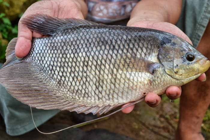 Pemkab Langkat Pakai Anggaran Rp 83 Juta untuk Beli Bibit Ikan Gurame
