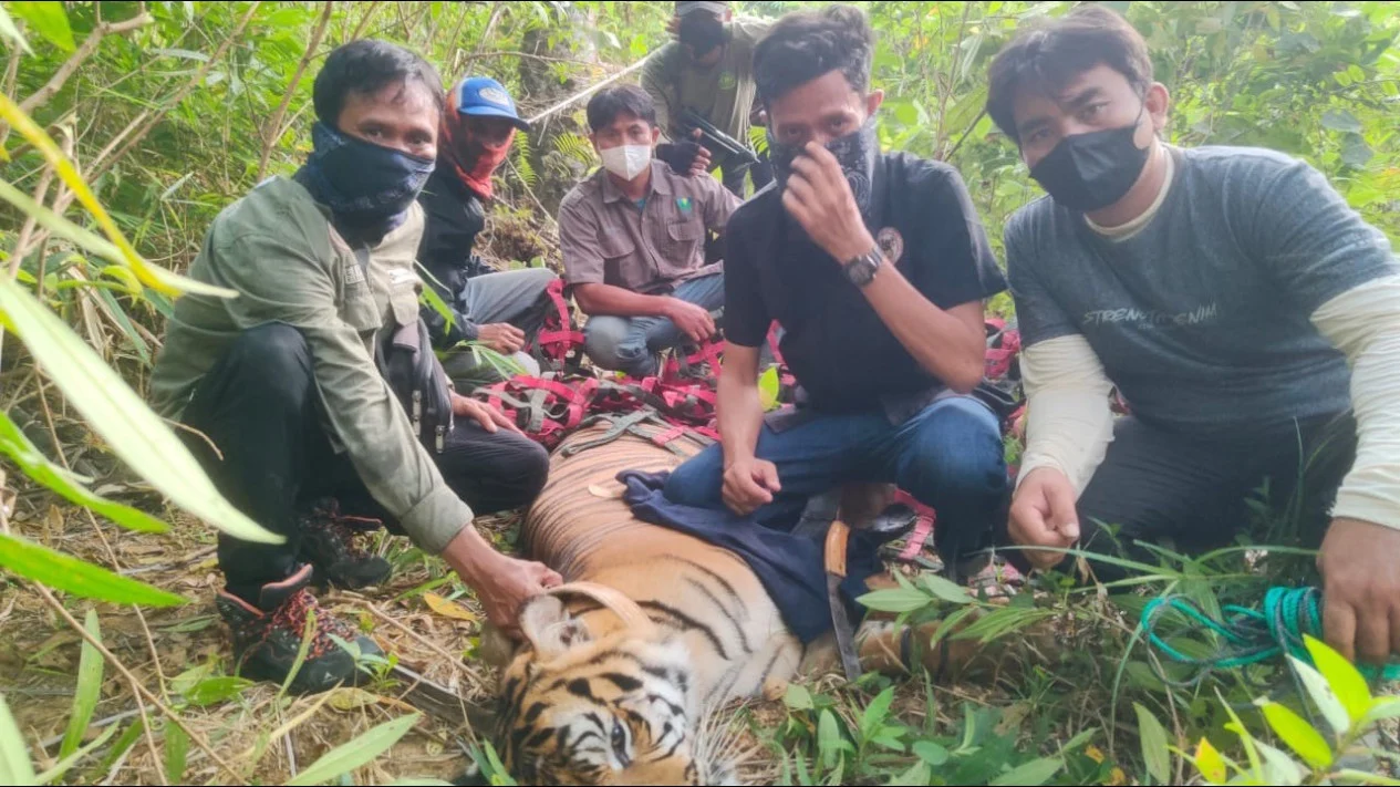Harimau Sumatera yang Serang Dua Petani di Langkat Akhirnya Berhasil Ditangkap