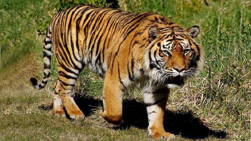 Harimau Berkalung GPS Resahkan Warga Langkat, Petani Dikejar, Anjing Diterkam