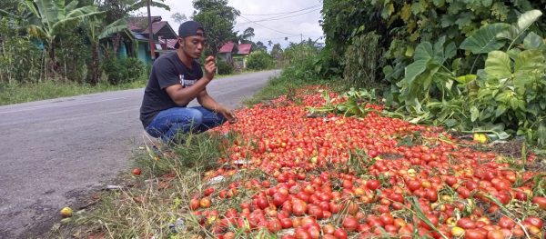 Viral Petani di Solok Buang Tomat ke Jurang Gegara Harga Jual Anjlok
