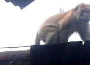 Monyet Liar Teror Pangkalan Brandan, 3 Orang Dirawat, Ada yang Kritis