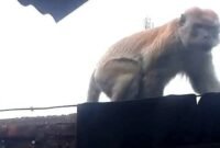 Monyet Liar Teror Pangkalan Brandan, 3 Orang Dirawat, Ada yang Kritis