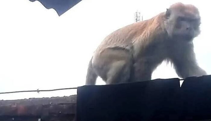 Monyet Liar Teror Pangkalan Brandan, 3 Orang Dirawat, Ada yang Kritis