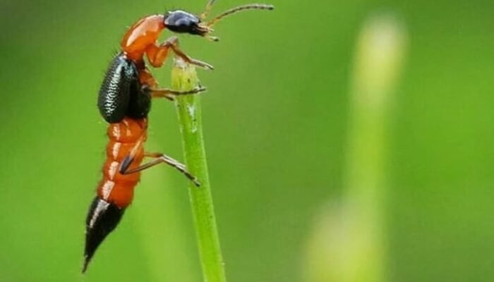 Mengapa Tomcat Berbahaya? Kenali Racun Pederin yang Bisa Iritasi Kulit