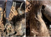 Memilukan, Tim SAR Temukan Bangkai Orangutan di Antara Tumpukan Kayu Gelondongan Banjir Tapanuli