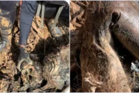 Memilukan, Tim SAR Temukan Bangkai Orangutan di Antara Tumpukan Kayu Gelondongan Banjir Tapanuli