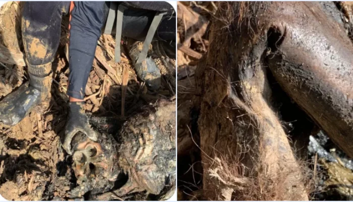 Memilukan, Tim SAR Temukan Bangkai Orangutan di Antara Tumpukan Kayu Gelondongan Banjir Tapanuli