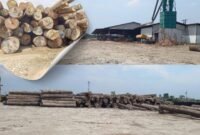 Gunung Kayu di PT Tanjung Timberindo Masih Misteri, Polda Sumut Belum Berikan Keterangan Resmi