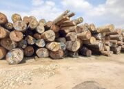 Miris! Di Tengah Duka Banjir Bandang, PT Tanjung Timberindo Diduga Tampung Kayu Ilegal asal Hutan Sumut-Aceh