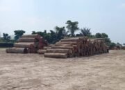 Gelondongan Kayu Milik PT Tanjung Timberindo Industry Masih Tanda Tanya, Dinas Kehutanan Sumut: Kayu Asal Maluku