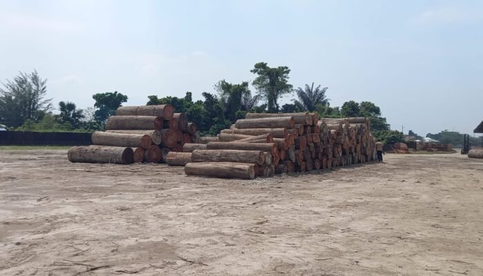Gelondongan Kayu Milik PT Tanjung Timberindo Industry Masih Tanda Tanya, Dinas Kehutanan Sumut: Kayu Asal Maluku