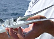 Jangan Sepele! Ini Deretan Manfaat Ikan Cucut bagi Manusia, Mulai dari Kesehatan hingga Produk Fashion Mewah