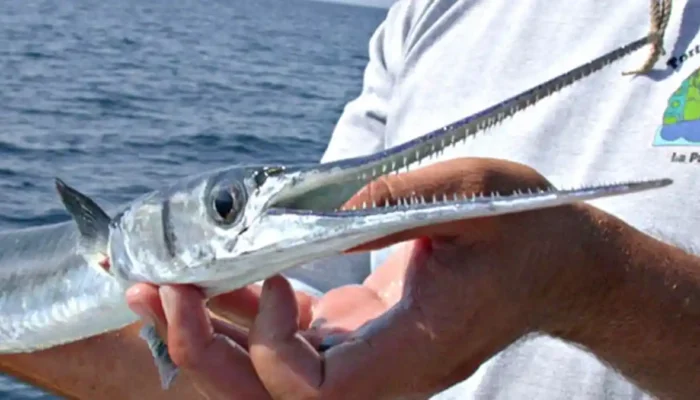 Jangan Sepele! Ini Deretan Manfaat Ikan Cucut bagi Manusia, Mulai dari Kesehatan hingga Produk Fashion Mewah