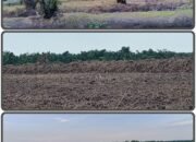 Masih Sengketa, Lahan Eks HGU PT DMK Dialihfungsikan Menjadi Sawah