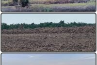 Masih Sengketa, Lahan Eks HGU PT DMK Dialihfungsikan Menjadi Sawah