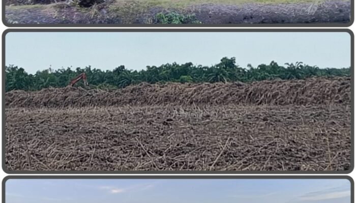 Masih Sengketa, Lahan Eks HGU PT DMK Dialihfungsikan Menjadi Sawah