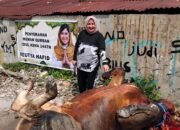Majelis Ta’lim dan Dzikir Al Haura Sumut Salurkan Hewan Kurban kepada Masyarakat di Medan dan Batubara