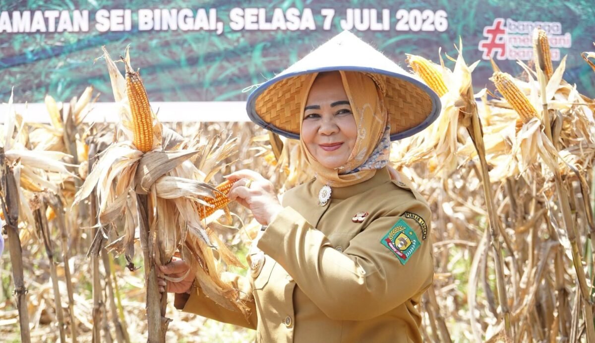 Plt. Bupati Langkat, Tiorita Br. Surbakti, memimpin Panen Raya Jagung bersama masyarakat di Kecamatan Sei Bingai, Selasa (7/7). Foto: Diskominfo Langkat
