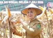 Usai Jadi Plt Bupati, Tiorita Langsung Turun ke Sawah Pimpin Panen Raya Jagung