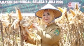 Plt. Bupati Langkat, Tiorita Br. Surbakti, memimpin Panen Raya Jagung bersama masyarakat di Kecamatan Sei Bingai, Selasa (7/7). Foto: Diskominfo Langkat