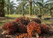 PT Socfindo Tegaskan Patuh Aturan dan Jalankan Tata Kelola Perusahaan yang Baik
