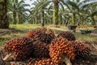 PT Socfindo Tegaskan Patuh Aturan dan Jalankan Tata Kelola Perusahaan yang Baik