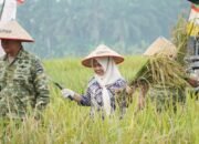 Plt Bupati Langkat Dampingi Pangdam I/BB Ikuti Panen Raya TNI, Tegaskan Dukungan untuk Swasembada Pangan