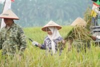 Plt Bupati Langkat Dampingi Pangdam I/BB Ikuti Panen Raya TNI, Tegaskan Dukungan untuk Swasembada Pangan