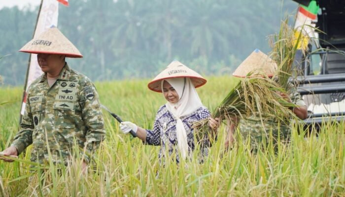 Plt Bupati Langkat Dampingi Pangdam I/BB Ikuti Panen Raya TNI, Tegaskan Dukungan untuk Swasembada Pangan