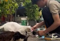 Jumat Berkah Berlanjut, Dewa Sakti Ajak Warga Peduli Kucing Jalanan